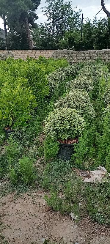 püste ağacı: Thuja və dekorativ kollar – qablarda - Növlər: şam ağacı tipli — 8