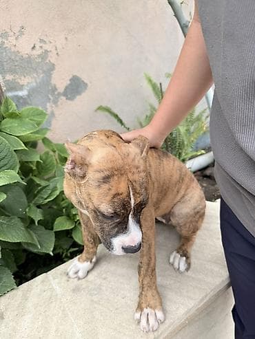 bala dovşanlar: Pitbul, 3 ay, Dişi, Peyvəndli — 2