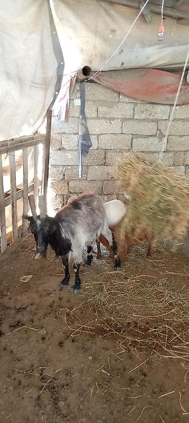 heyvan keci: Qoyun-keçi təsərrüfatı üçün 3 baş keçi Ana əkiz bala ilə erkek disi - — 7