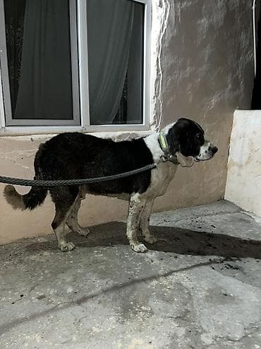 mal qara qusar: 4 il, Erkek, Ünvandan götürmə — 1