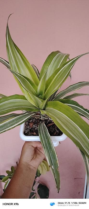 ev gülleri ve adları: Otaq bitkisi – Drasena fragrans ‘Warneckei’ (zolaqlı drasena) - — 1