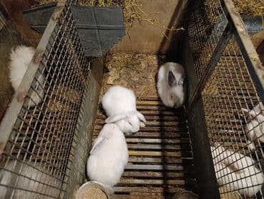 dovşanlar karlik: Məhsul: Ev dovşanları (bir neçə bala karlik ve qarisiq cinsler.) — 4