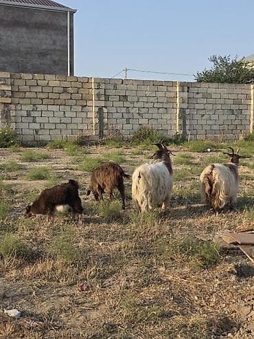 Mal-qara: Heyvanlar tam sağlamdır 1 erkək 3 dişidir ikisi bir dəfə doğub biri — 4