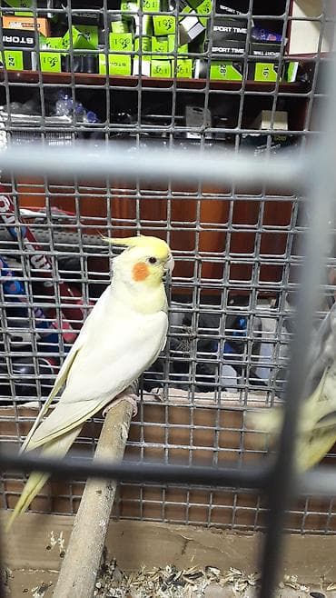 ev qusu: Məhsul: Nimfa tutuquşuları (Cockatiel) Təsvir: - Qəşəng qaşlı — 2