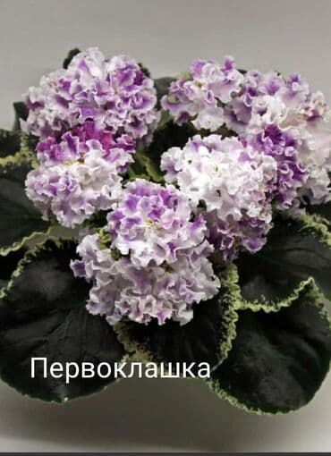 gül şəkilləri profil üçün: 5 — 10