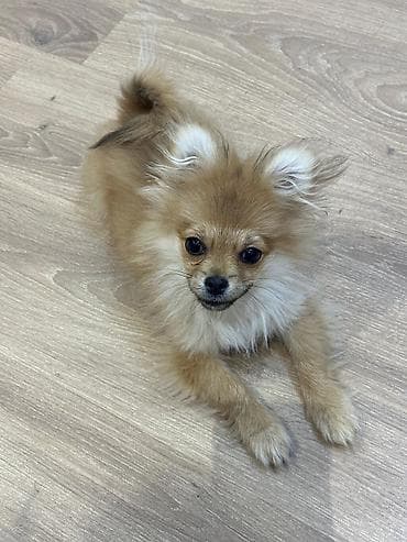 alabaý itleri: Şpitz — 1