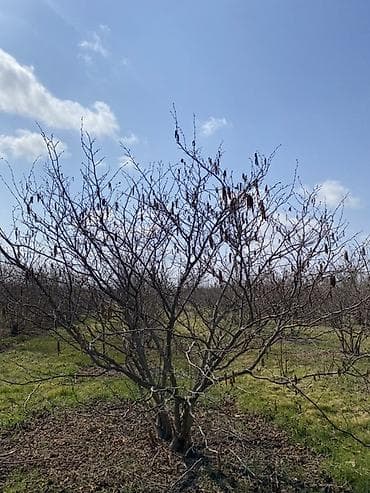 tap az çoban isi: 30 sot, Kənd təsərrüfatı, Kupça (Çıxarış), Bələdiyyə — 2