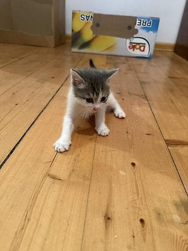 pisi: Erkək, Dişi, Yaxşı əllərə — 2