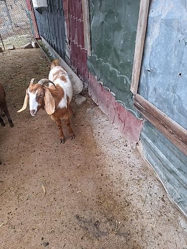 Salam hələbdi 2 qarına 3 aylığ boğazdı riya alıclar narahat etsin
