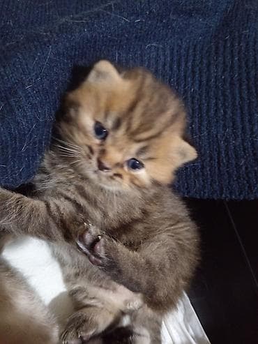 Tabbi, Erkək, Yaxşı əllərə, Ödənişli çatdırılma