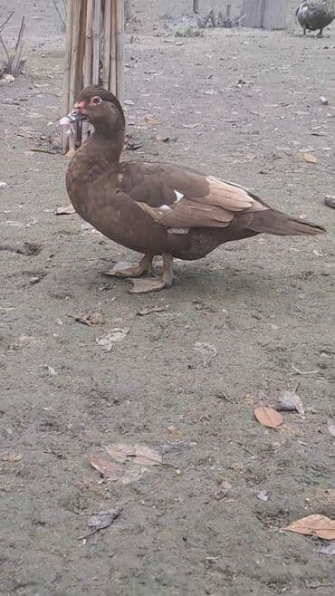 Toyuqlar: Krasnadar sortu erkək dişi ördəy satılır fərələr 30 erkək 40 manat — 7