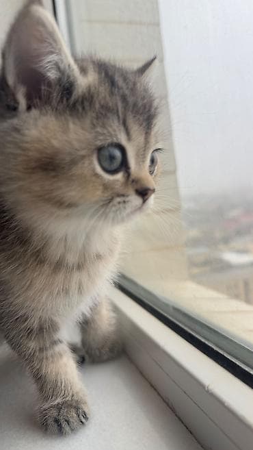 heyvalar: Şinşilla, Erkək — 5