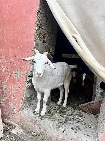 rus keçisi: Dişi, il: 1, Damazlıq, Ödənişli çatdırılma — 6