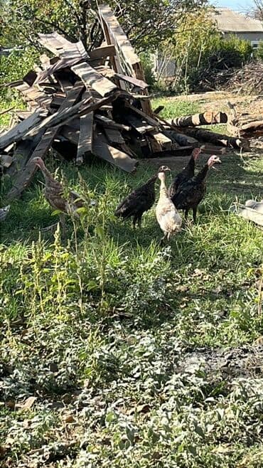 домик для большой собаки: Hinduşka cücələri – yerli həyət şəraitində saxlanılan - Şəkildə 4 — 1