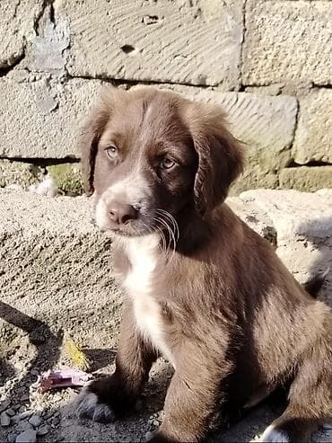 qumru quşu rusca: Koker spaniyel, 2 ay, Dişi, Peyvəndli, Ödənişli çatdırılma — 7