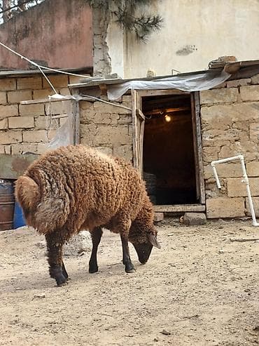 qoyun: Quzular 5-6 ayliqdilar erkəkdilər xüsusi bəslənirlər meyvə tərəvəzlə — 9