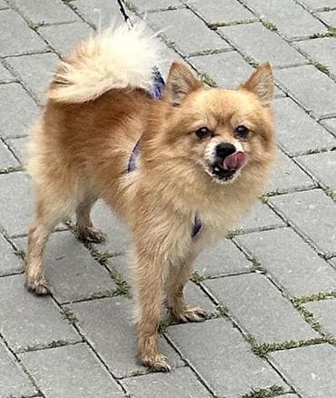 ov itləri: Şpitz, 2 il, Erkek, Peyvəndli, Pulsuz çatdırılma — 3