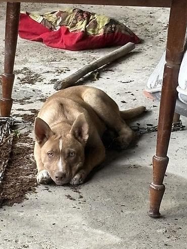 it bazarinda qiymetler: 4 Ayliq Erkek pitbull rednose isteyen olsa ata ana sekili ata bilerem — 2