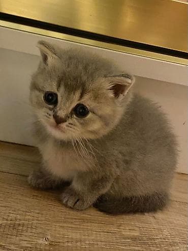 pişiy adlari: Şotland — 3