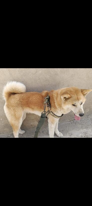 кане корсо купить: Акита-ину, 2 года — 3