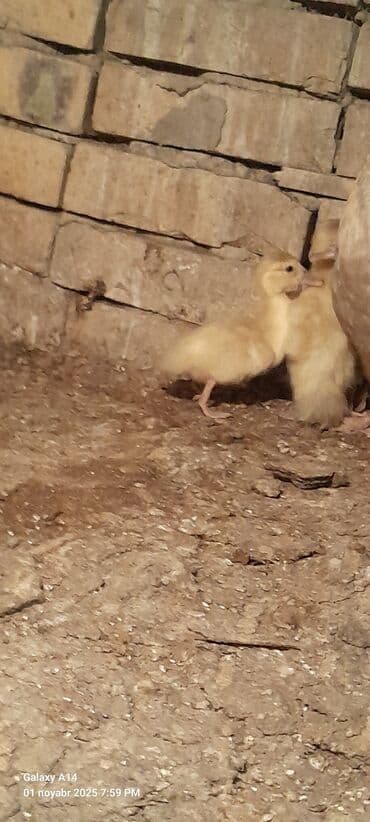 ördək balası satışı: Salam aleykum lal Ördək balaları satılır 7ədədir 2ədədi macar,5ədədi — 6