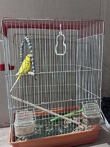 tutuquş: Sarı rəngli dalmatin naxışlı büdcəri (dalğalı) tutuquşu və qəfəs dəsti — 3