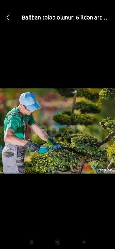 Bağban işi bacariram.Həyətə qulluq agaç budama kəsim kimin ehtiyaci lalafo.az -da Bağban işi bacariram.Həyətə qulluq agaç budama kəsim kimin ehtiyaci