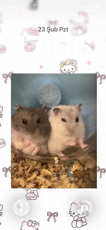 Heyvanlar üçün mallar: 2 hamster 2 yuva satilir hamsterlerin biri boz biri ağ remgdedir — 8