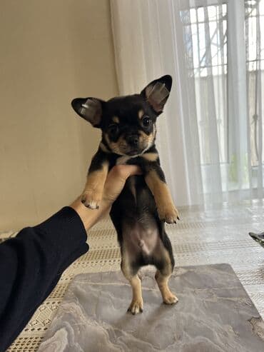 сколько стоят собаки: Чихуахуа, 2 месяца, Самец, С прививками — 6