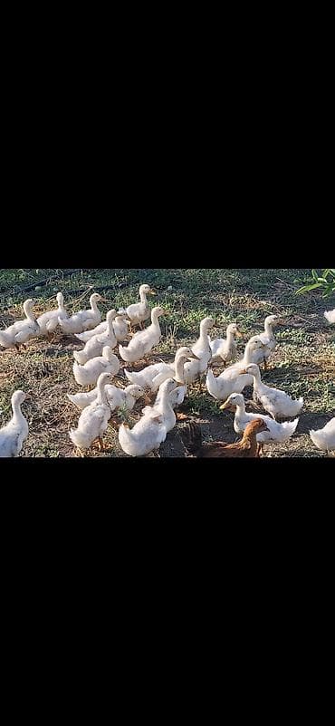 danişan quş: Ağ rəngli cücədən böyüməkdə olan ördəklər - Növ: yerli ağ ördək (sarı — 2