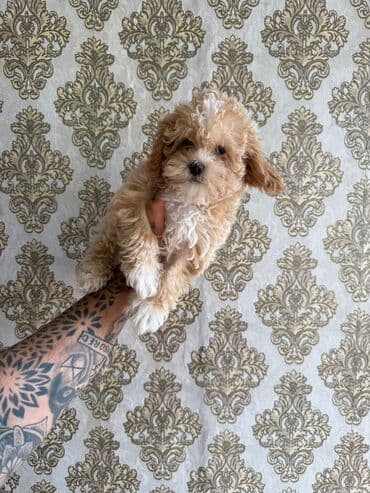 мальтипу купить: 4 ay, Dişi, Peyvəndli, Ünvandan götürmə — 15