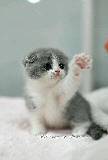 tap az pisik: Britan — 1