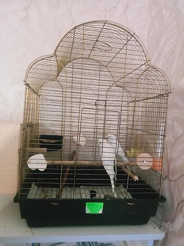 Quşlar: 📍Endirim olunacaq📍 Hazır Təmiz qan lutino çexlər.Qəfəs qarışıq — 3