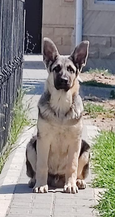 it akita: Alman çoban iti, Peyvəndli — 1