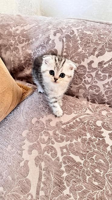 Şotland yastı qulaq