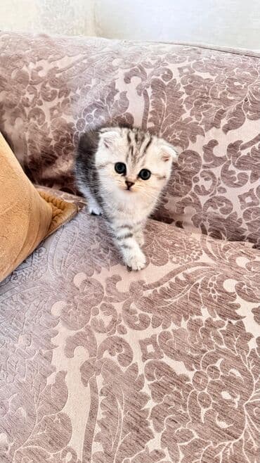 satiliq inekler: Şotland, Erkək, Dişi, Yaxşı əllərə, Ünvandan götürmə, Pulsuz çatdırılma, Ödənişli çatdırılma — 9