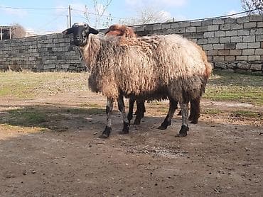 balaca quzu qiyməti: Ətlik dişi qoyun satılır.Kök heyvandı.Diri çəkisi 6 AZN — 1