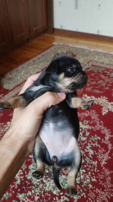 Heyvanlar üçün mallar: Miniatür pinçer, Peyvəndli — 3