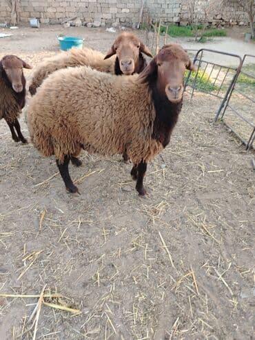 qoyun yanıbala: Qoyunlar – yerli ətlik/yunlu tip - Rəng: tünd qəhvəyi baş–ayaqlar — 4