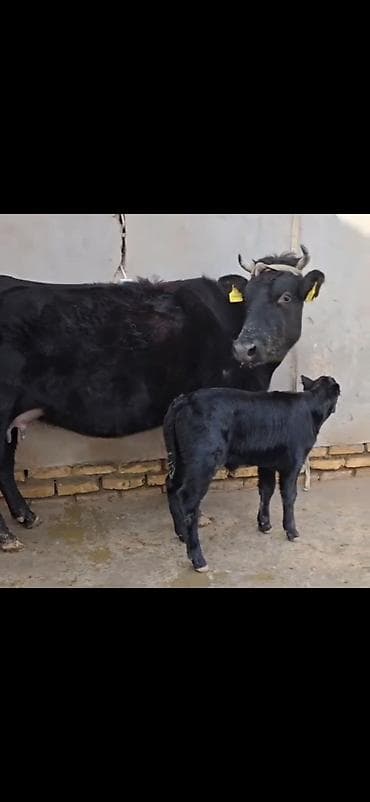 Qara rəngli inək buzovla birlikdə - Ana inək – qara rəng, buynuzlu