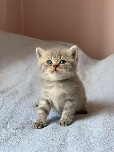 pısık: Şotland — 4