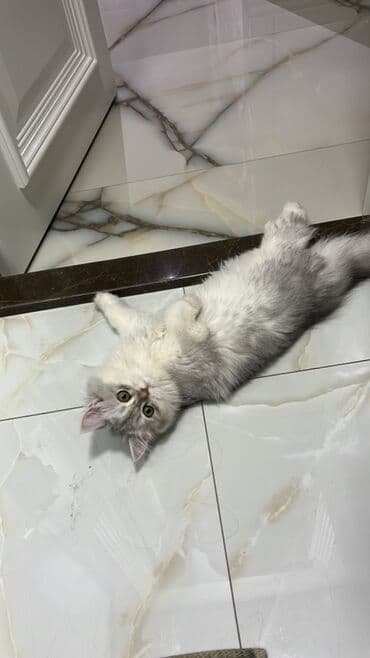 İtlər: Şinşilla, Dişi, Yaxşı əllərə — 2