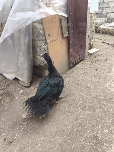 Inəklər, öküzlər: Məhsul: Amerikan sortu təmiz cins qara zümrüd lal ördək 4 aylıq cütü — 4