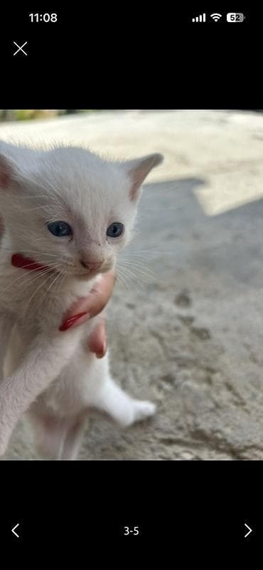 rotwe: Yaxşı əllərə, Ünvandan götürmə — 1