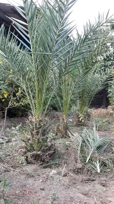 ağaç satış: İran xurma ağacı trcili satılır deye ucuz vrrirem.3 əd qalıb — 2