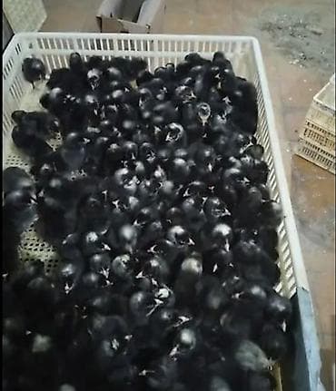 Salam Allah herkesin coreyin versin. lider55 .Xarkov qenberi