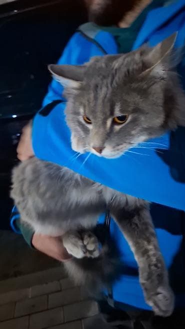 pişik qumu: Boz tüklü, uzun və yumşaq xəzə malik ev pişiyi. Orta–böyük ölçü, iri — 3