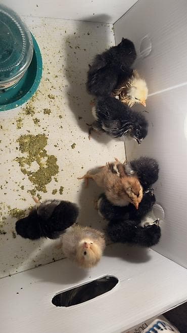 cucə alıram: Ətlik — 2