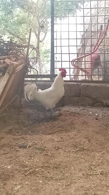 qara mal: Zavod Afstralop.yoxdu ag tek tekdi saxlayanlar biler.barter var zavod — 6