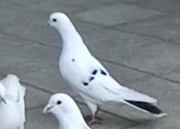 qirmizi bas goyercin: İkisi 12 quyruq. Qalanlari 16-17-18 quyruqlardi Əksəriyyəti tutulmadı — 5